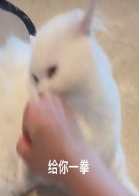 喵喵麻将视频